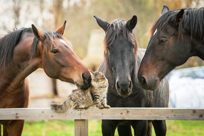 馬と猫