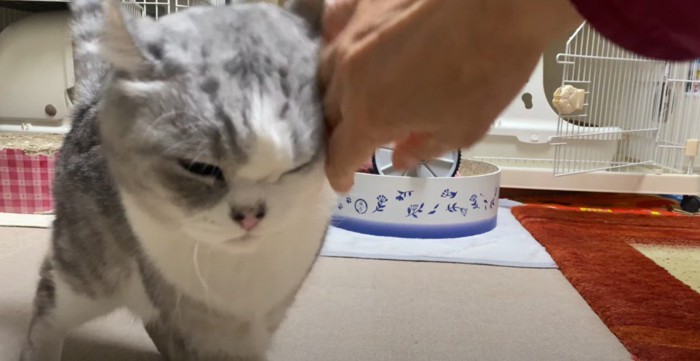 人の手に顔をこすりつける猫