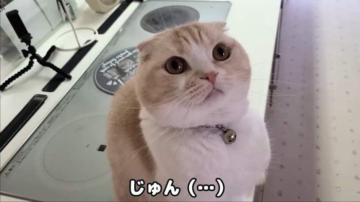 正面からの猫