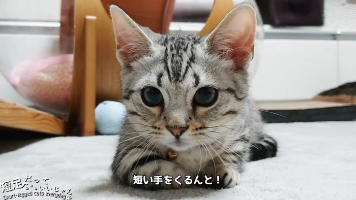 香箱座りの猫