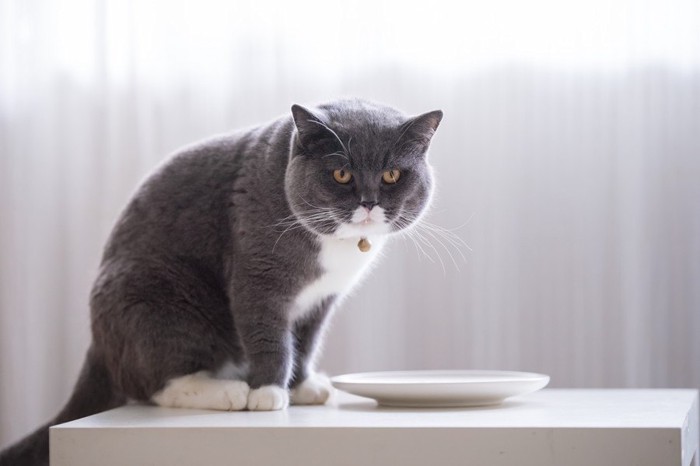 ご飯を待つ猫