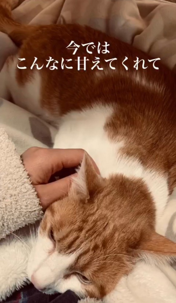 猫を撫でる人の手