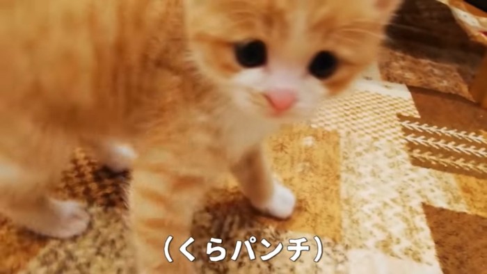 飼い主さんにパンチを繰り出す猫