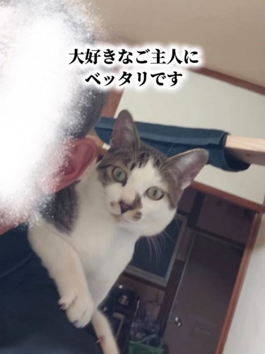 人の肩に乗る猫