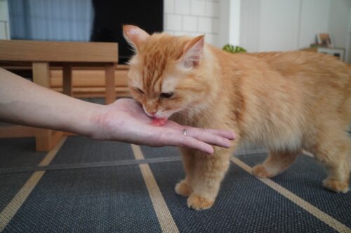 マグロの切り身がほしい猫