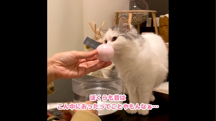 バスボールを嗅ぐ猫