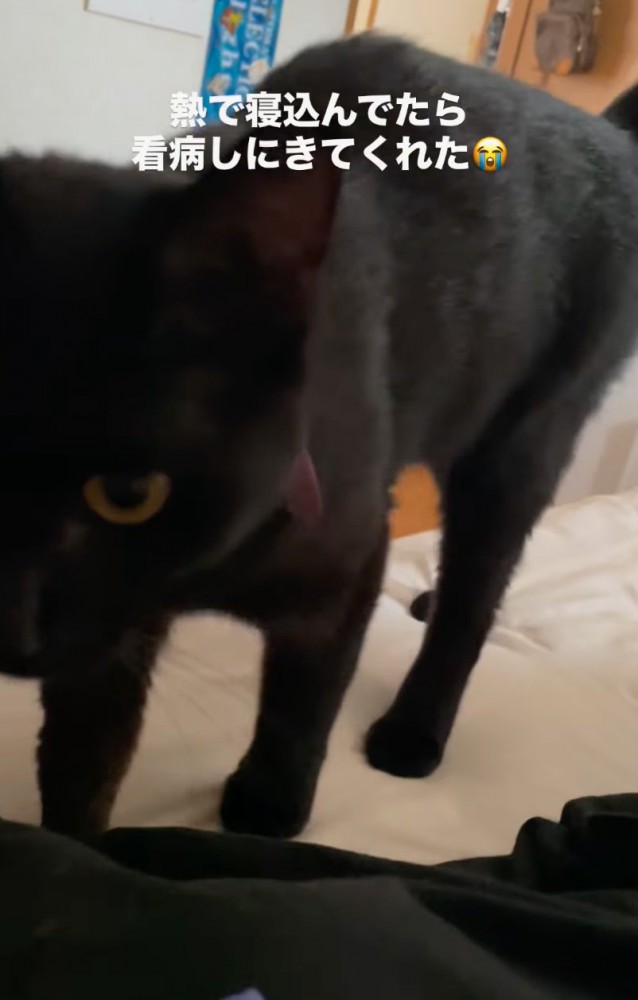 顔を覗き込む黒猫