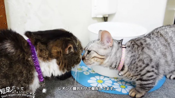 顔を合わせる2匹の猫