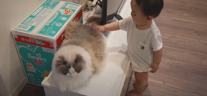 猫と子ども