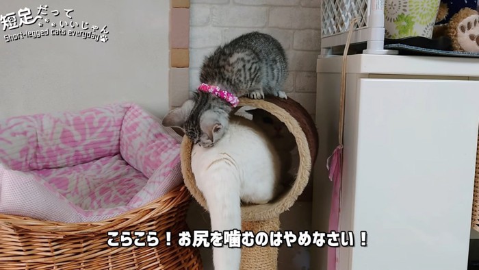 白猫のお尻を噛む子猫