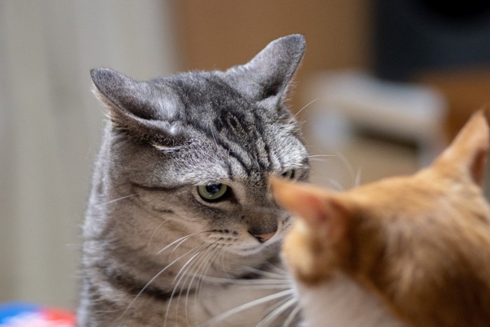 イカ耳でにらみ合う2匹の猫