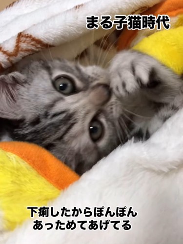 前足をなめる子猫