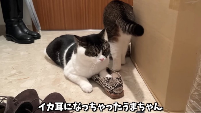 イカ耳の猫