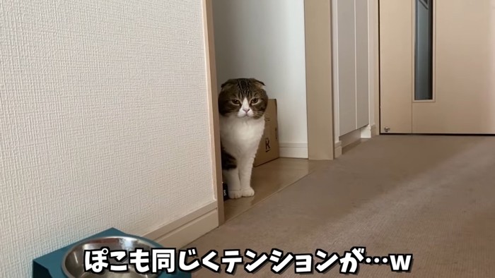 座る猫