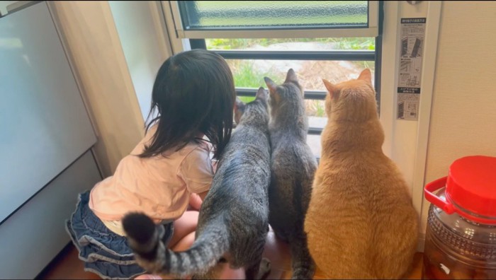 窓の外を眺める3頭の猫と女の子