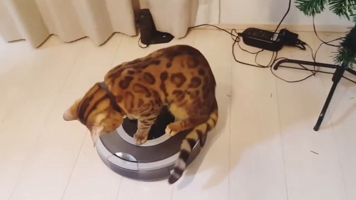 ロボット掃除機に乗る猫