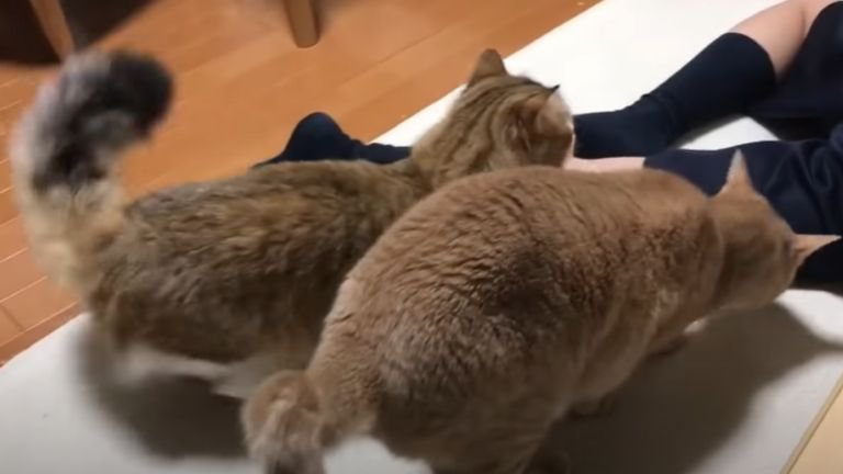 足の近くに集まる猫