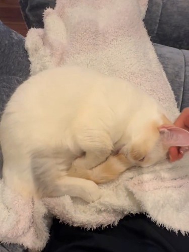 丸くなって寝る猫