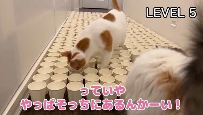 あるんかーい!