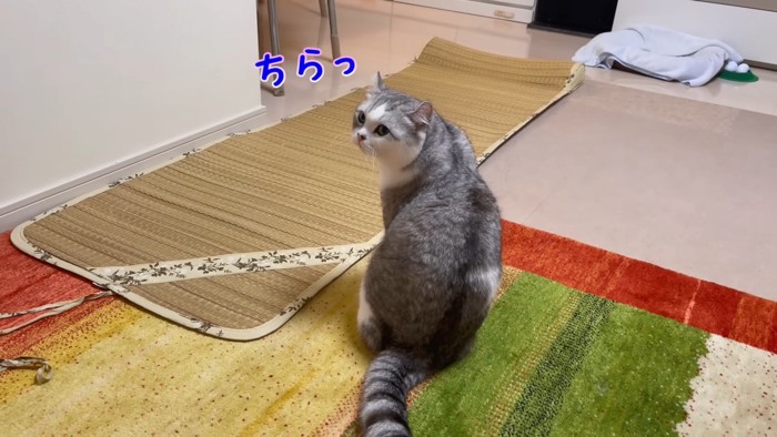 振り向く猫