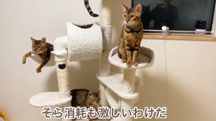 キャットタワーに乗る猫たち