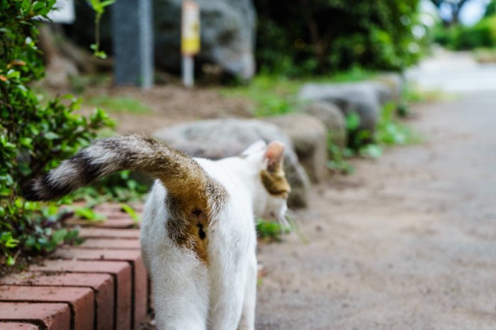 考え中の猫