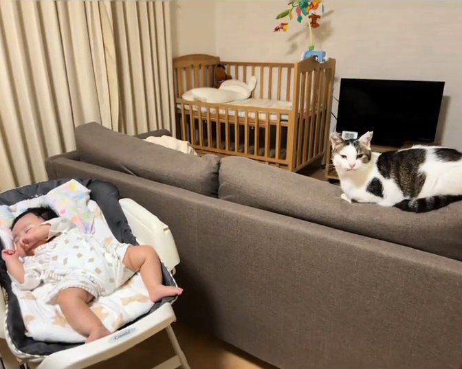 赤ちゃんのそばにいる猫