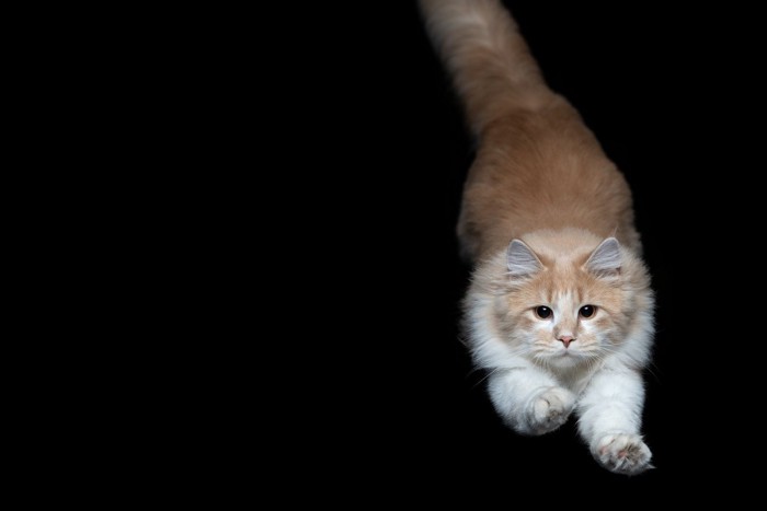 夜に運動をする猫