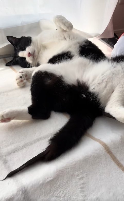 へそ天している猫