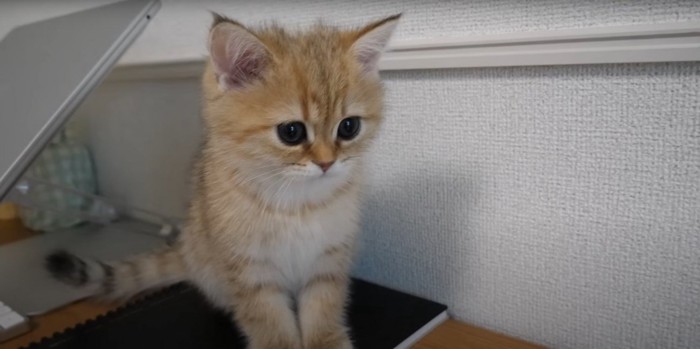 前を見る猫