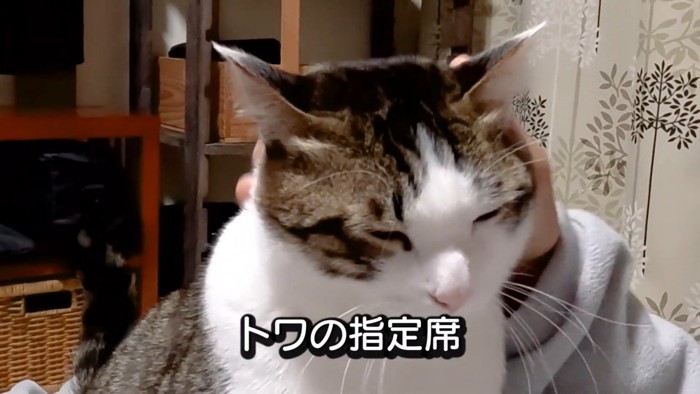 頭を撫でられている猫