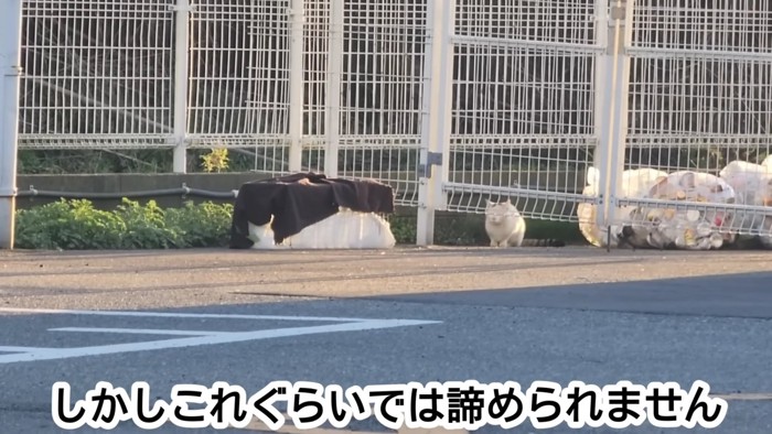 フェンスの向こう側にいる猫