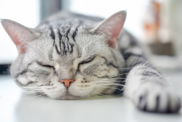 夏にバテ気味の猫イメージ