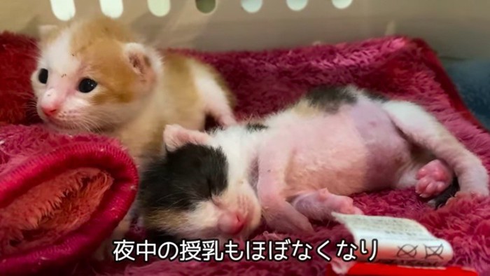 子猫たち