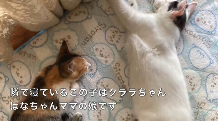 先住猫と眠る三毛の子猫