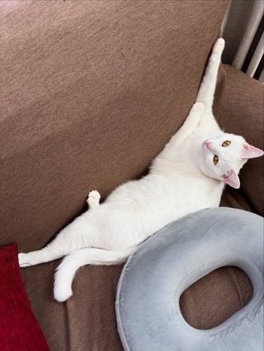 横になる猫
