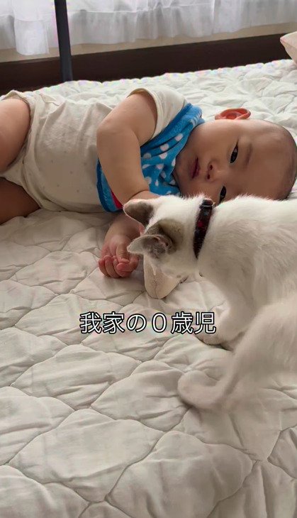 ベッドの上でぬいぐるみに興味を示すつなちゃん