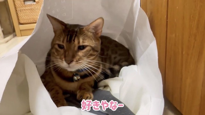 紙袋の中にいる猫