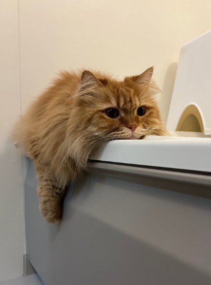なまけもののような姿になった猫