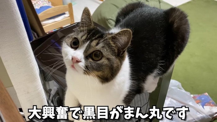 座って見上げる猫