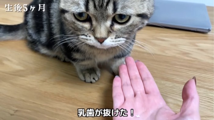 きょとんとする子猫