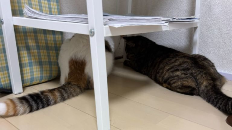 椅子の下にいる猫