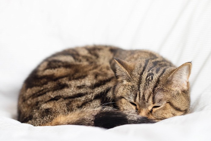 ベッドで丸くなる猫