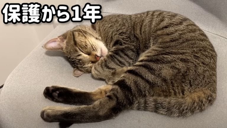 丸まって眠る猫