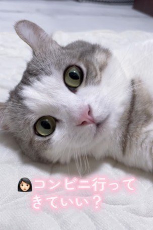 目を見開く猫