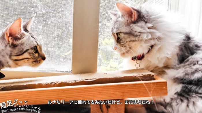 向かい合う猫