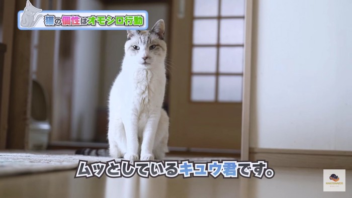 端座する白系猫