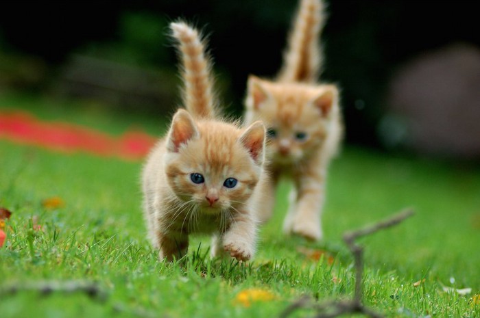 こちらに駆け寄る二匹の子猫