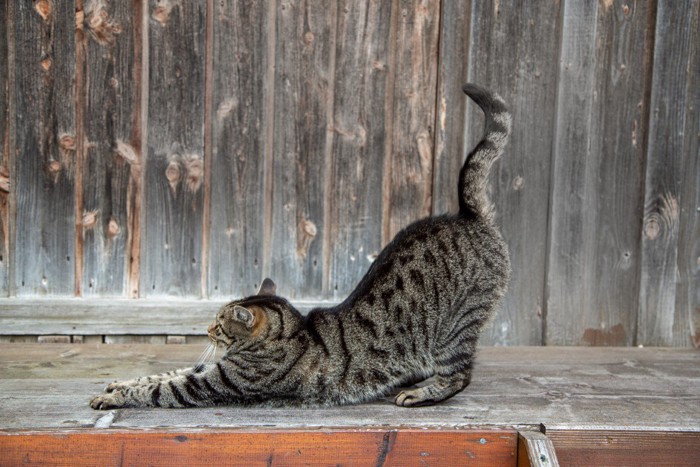 伸びをする猫