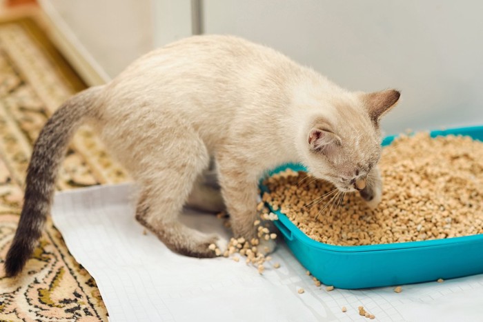 トイレから猫砂をかきだす猫